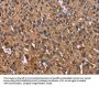 LAMP2 Antibody