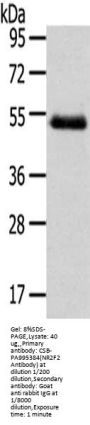 NR2F2 Antibody