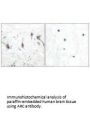 ARC Antibody
