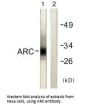 ARC Antibody