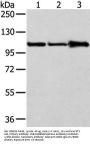 AP2A1 Antibody