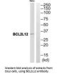 BCL2L12 Antibody