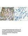 PTGS2 Antibody