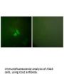 PTGS2 Antibody