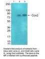 PTGS2 Antibody