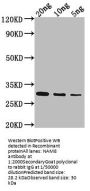 NAM8 Antibody