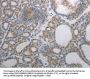 RBMS3 Antibody