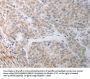 RBMS3 Antibody