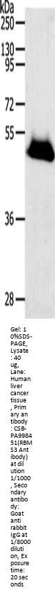 RBMS3 Antibody