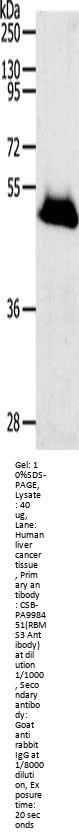 RBMS3 Antibody