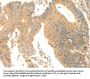 AGRP Antibody