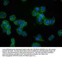 ACTA1 Recombinant Monoclonal Antibody