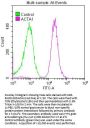 ACTA1 Recombinant Monoclonal Antibody