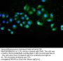 AIFM1 Recombinant Monoclonal Antibody