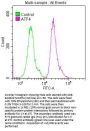 ATF4 Recombinant Monoclonal Antibody