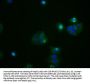 ATF4 Recombinant Monoclonal Antibody