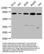 BAG3 Recombinant Monoclonal Antibody
