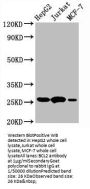 BCL2 Recombinant Monoclonal Antibody