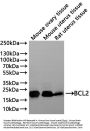 BCL2 Recombinant Monoclonal Antibody