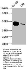 CASP9 Recombinant Monoclonal Antibody