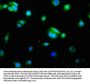 CASP9 Recombinant Monoclonal Antibody