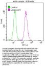 CASP9 Recombinant Monoclonal Antibody