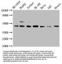 CCR9 Recombinant Monoclonal Antibody