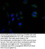 CD40 Recombinant Monoclonal Antibody