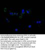 CD40 Recombinant Monoclonal Antibody