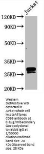 CD99 Recombinant Monoclonal Antibody