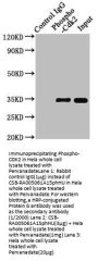Phospho-CDK2 (Y15) Recombinant Monoclonal Antibody