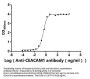CEACAM1 Recombinant Monoclonal Antibody