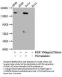 Phospho-EGFR (Y1092) Recombinant Monoclonal Antibody