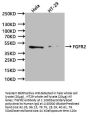 FGFR2 Recombinant Monoclonal Antibody