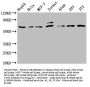 FOS Recombinant Monoclonal Antibody