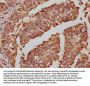 FOS Recombinant Monoclonal Antibody