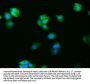 FOS Recombinant Monoclonal Antibody