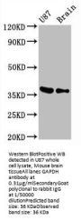 GAPDH Recombinant Monoclonal Antibody
