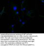 GFAP Recombinant Monoclonal Antibody