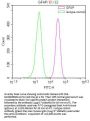 GFAP Recombinant Monoclonal Antibody