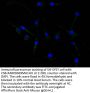 GFAP Recombinant Monoclonal Antibody