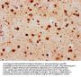 Phospho-Histone H2AX (S139) Recombinant Monoclonal Antibody