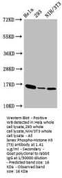 Phospho-Histone H3.3 (T3) Recombinant Monoclonal Antibody
