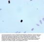 Phospho-Histone H3.3 (T3) Recombinant Monoclonal Antibody