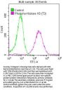 Phospho-Histone H3.3 (T3) Recombinant Monoclonal Antibody