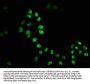 HDAC9 Recombinant Monoclonal Antibody