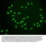 Acetyl-Histone H2A type 1-B/E (K9) Recombinant Monoclonal Antibody