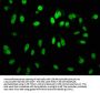 Mono-methyl-Histone H3.1(R2)Recombinant Monoclonal Antibody