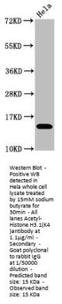 Acetyl-Histone H3.1(K4) Recombinant Monoclonal Antibody