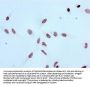 Acetyl-Histone H3.1(K4) Recombinant Monoclonal Antibody
